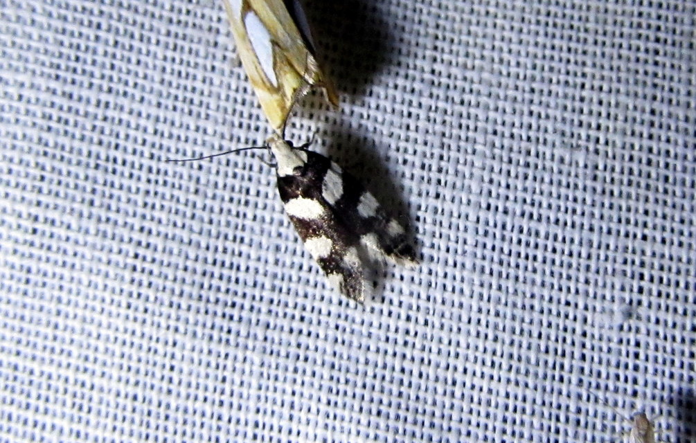 Pseudotelphusa tessella - sóskafamoly