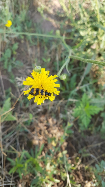 Mylabris variabilis - szalagos hólyaghúzó Mylabris variabilis - szalagos hólyaghúzó
