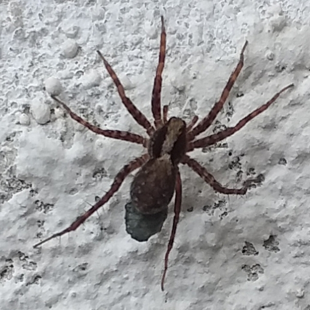 Pardosa alacris/lugubris