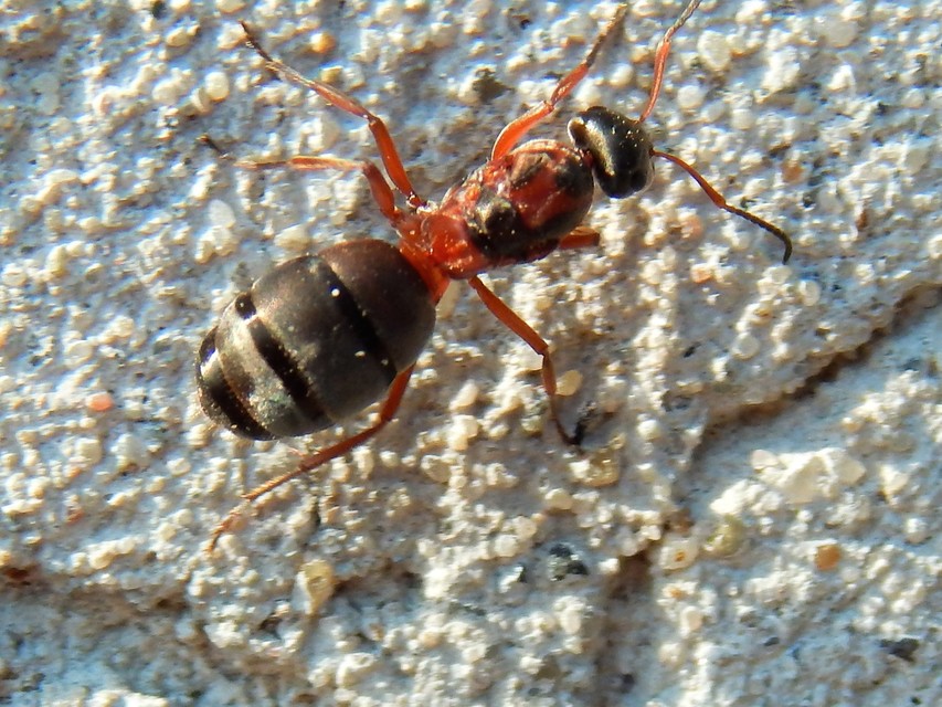 Formica
