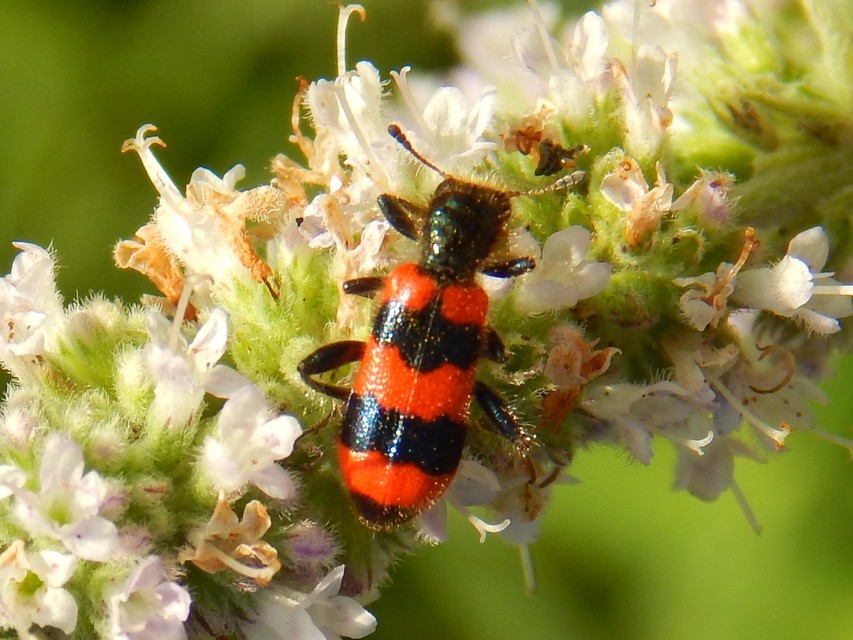 Trichodes apiarius - szalagos méhészbogár