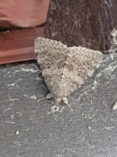 Catocala elocata - közönséges övesbagoly