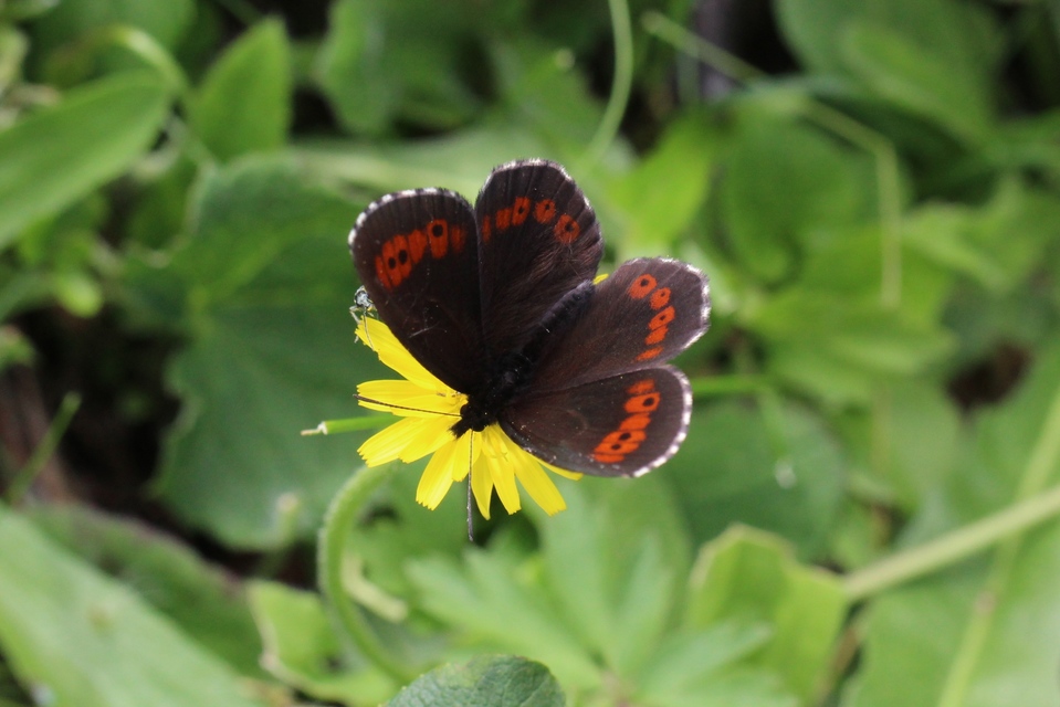 Erebia ligea - fehércsíkú szerecsenlepke