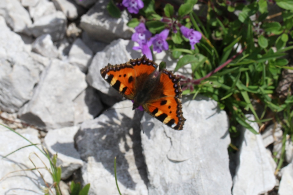 Nymphalis urticae - kis rókalepke