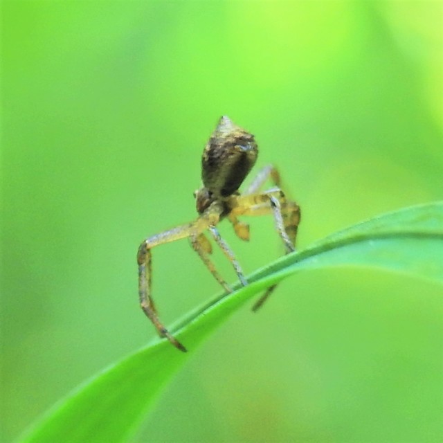 Tmarus piger/stellio