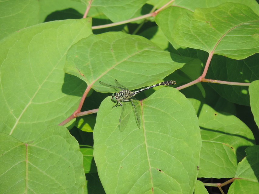 Onychogomphus forcipatus - gyűrűs folyami-szitakötő