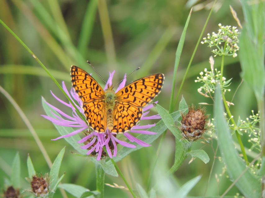 Boloria selene - fakó gyöngyházlepke