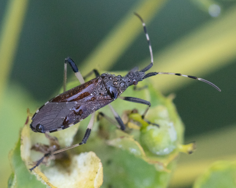 Dicranocephalus albipes - kutyatej-karimáspoloska