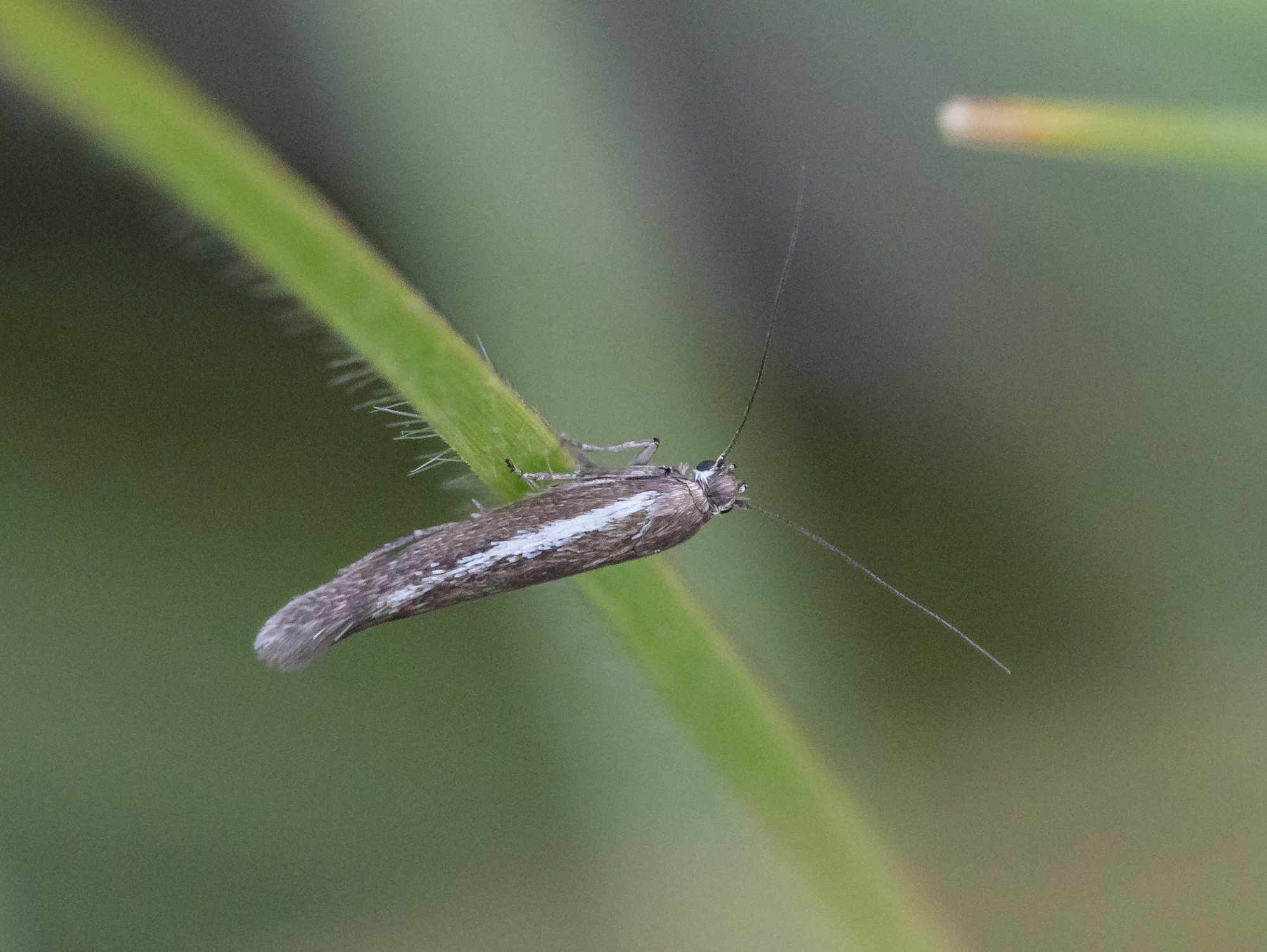 Scythris vittella - fehércsíkos zöldmoly