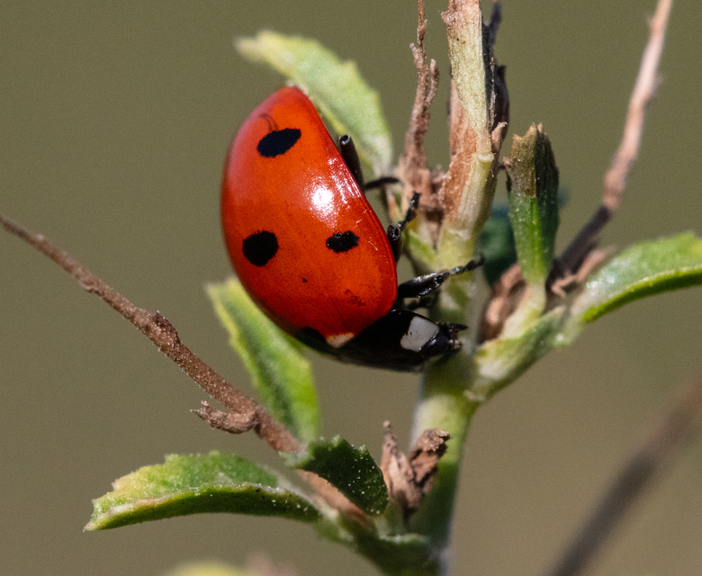 Coccinella septempunctata - hétpettyes katica