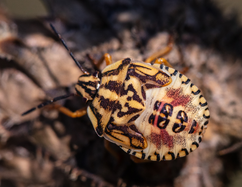 Heteroptera - Poloskák