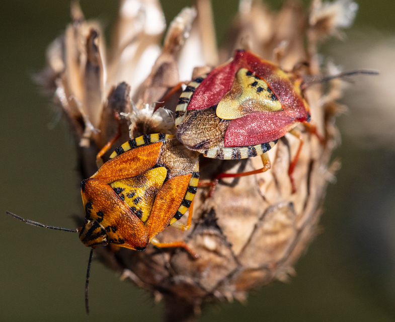 Carpocoris