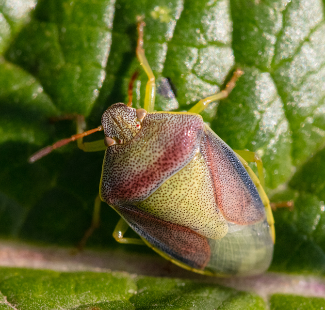 Piezodorus lituratus - bíboros címerespoloska Piezodorus lituratus - bíboros címerespoloska