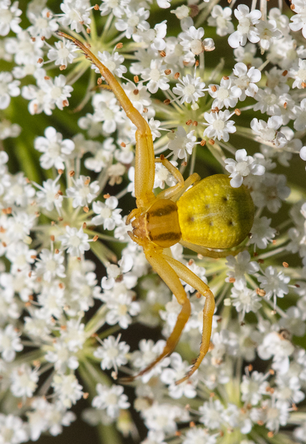 Misumena vatia - viráglakó karolópók