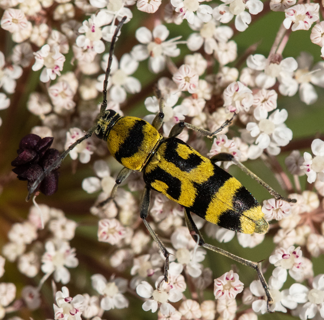 Chlorophorus varius - díszes darázscincér