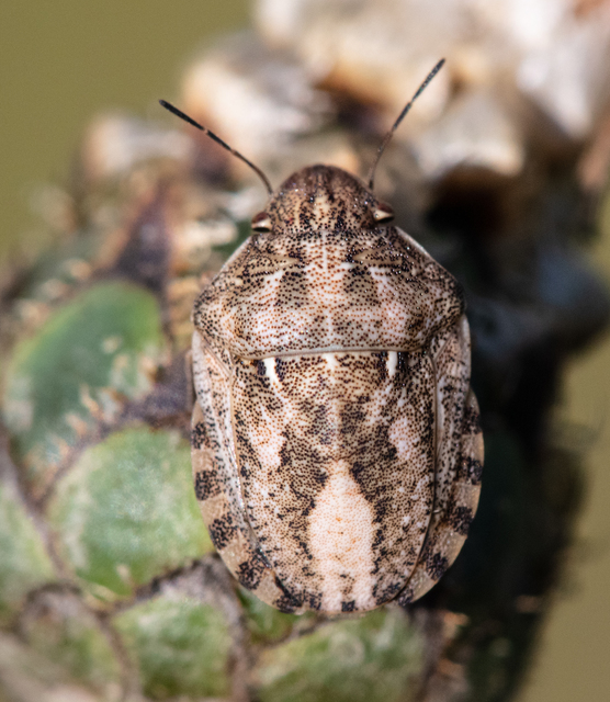 Heteroptera - Poloskák