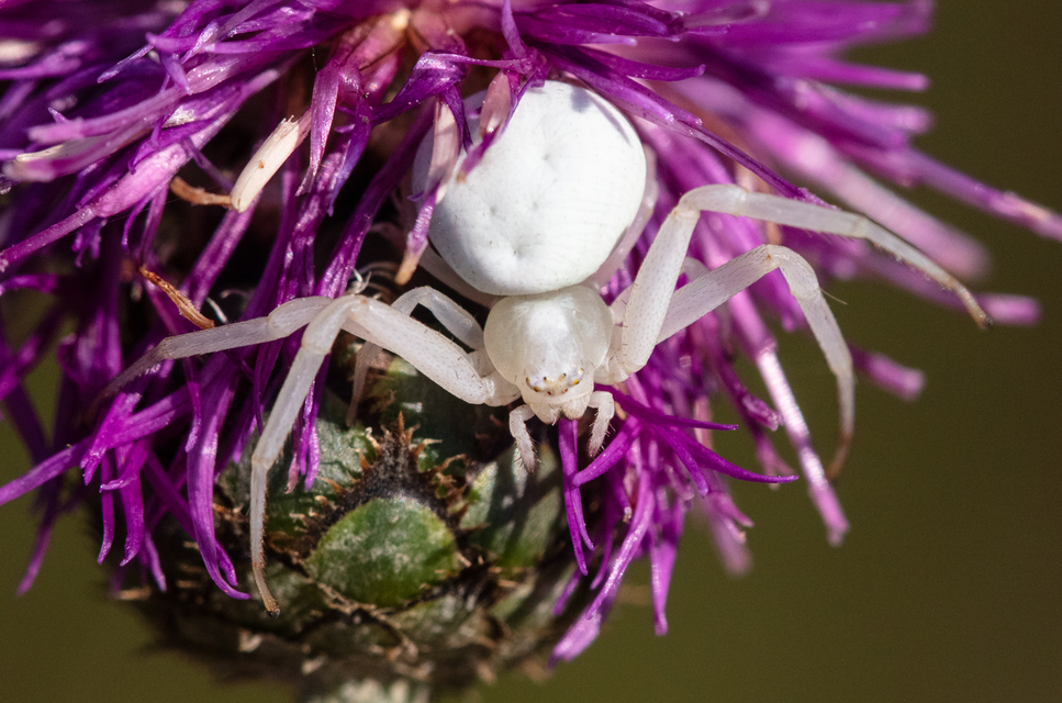 Misumena vatia - viráglakó karolópók