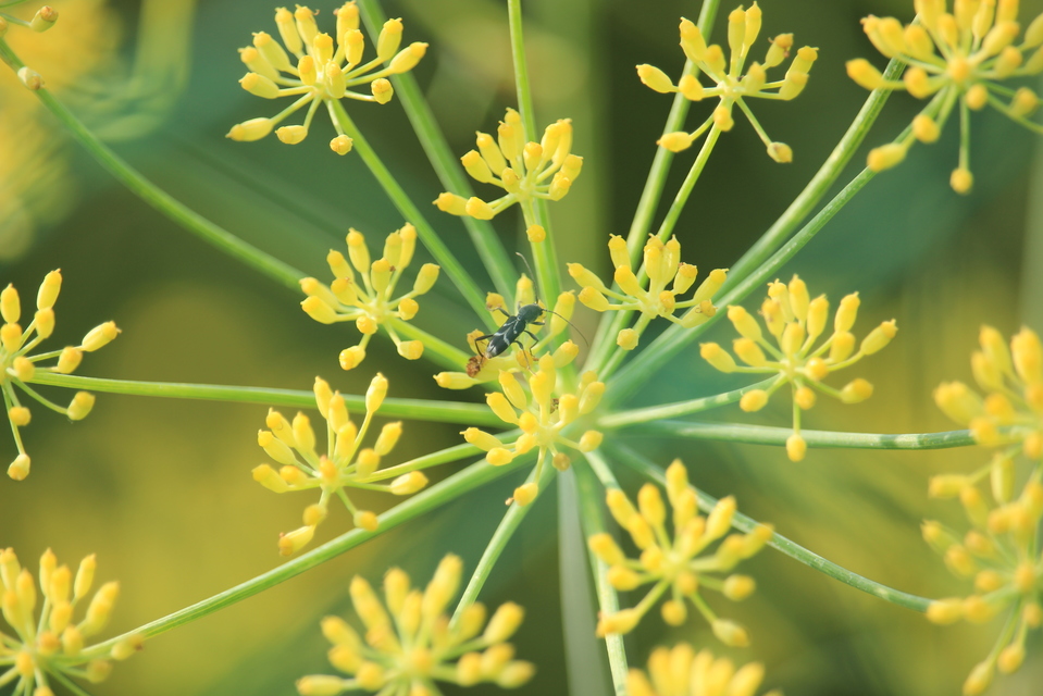 Chlorophorus sartor - feketevállú darázscincér