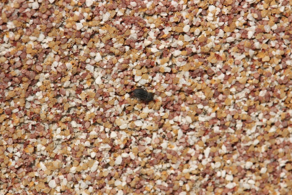 Gonocephalum