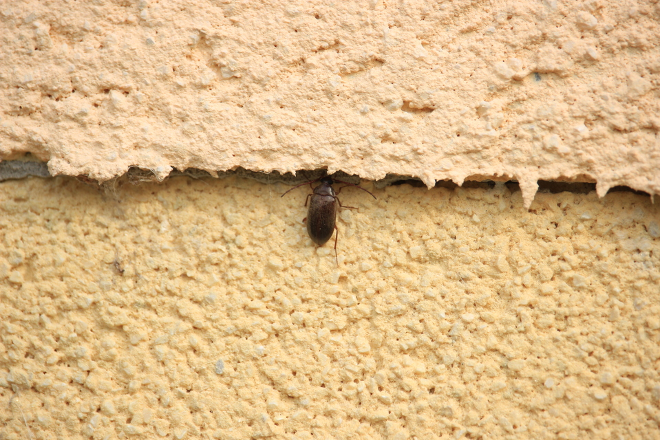 Hymenalia rufipes - rőtlábú alkonybogár