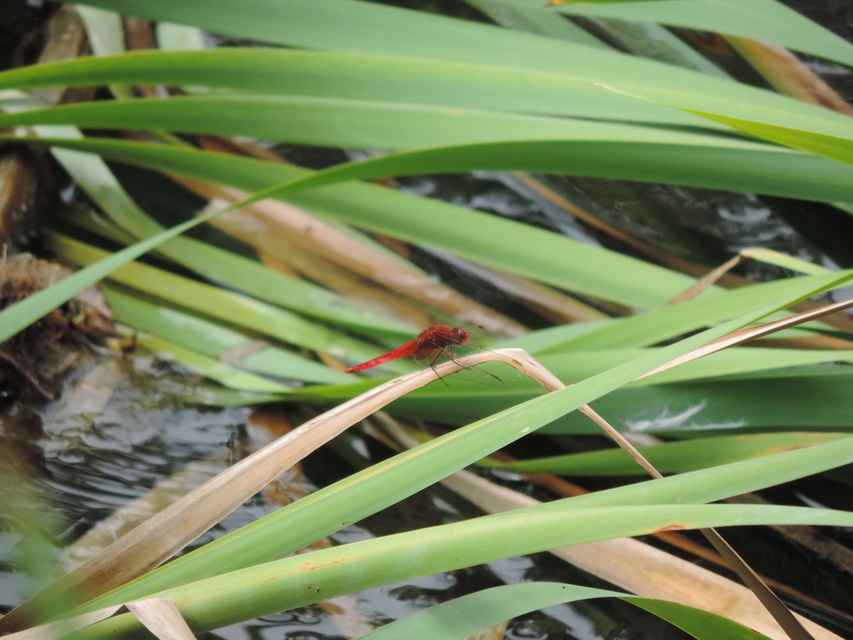 Crocothemis erythraea - skarlát szitakötő