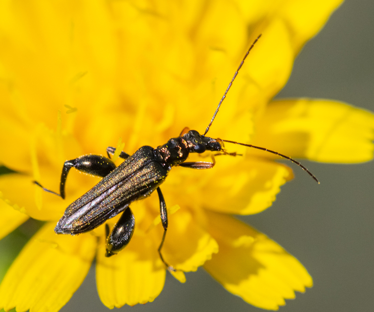 Oedemera flavipes - sárgalábú álcincér Oedemera flavipes - sárgalábú álcincér