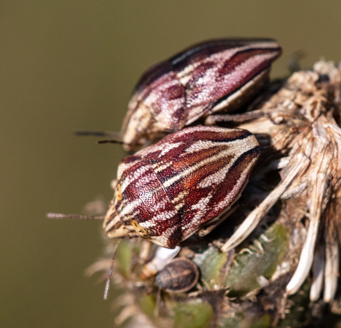 Odontotarsus purpureolineatus - tarka pajzsospoloska