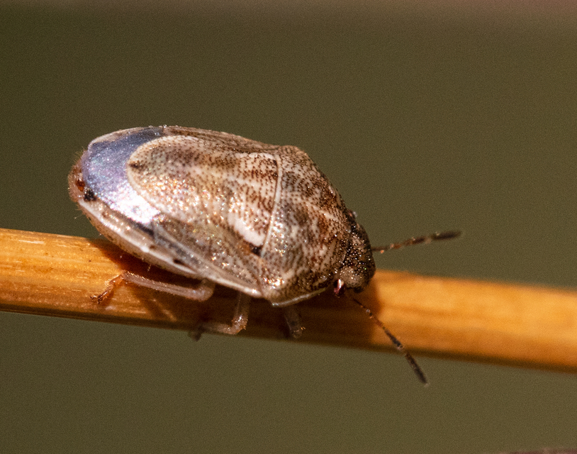 Neottiglossa leporina - sárgahasú címerespoloska Neottiglossa leporina - sárgahasú címerespoloska