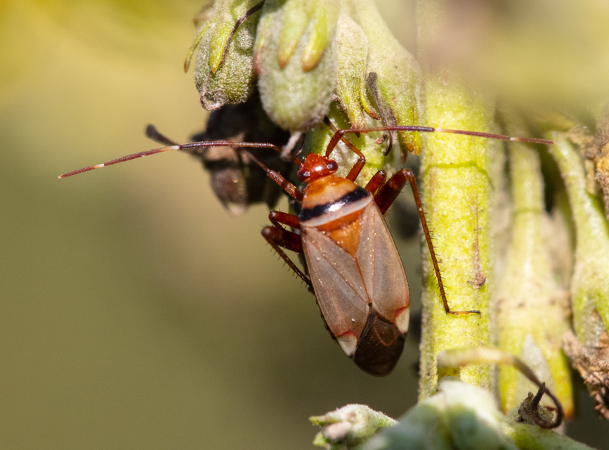 Adelphocoris vandalicus - feketevállú mezeipoloska