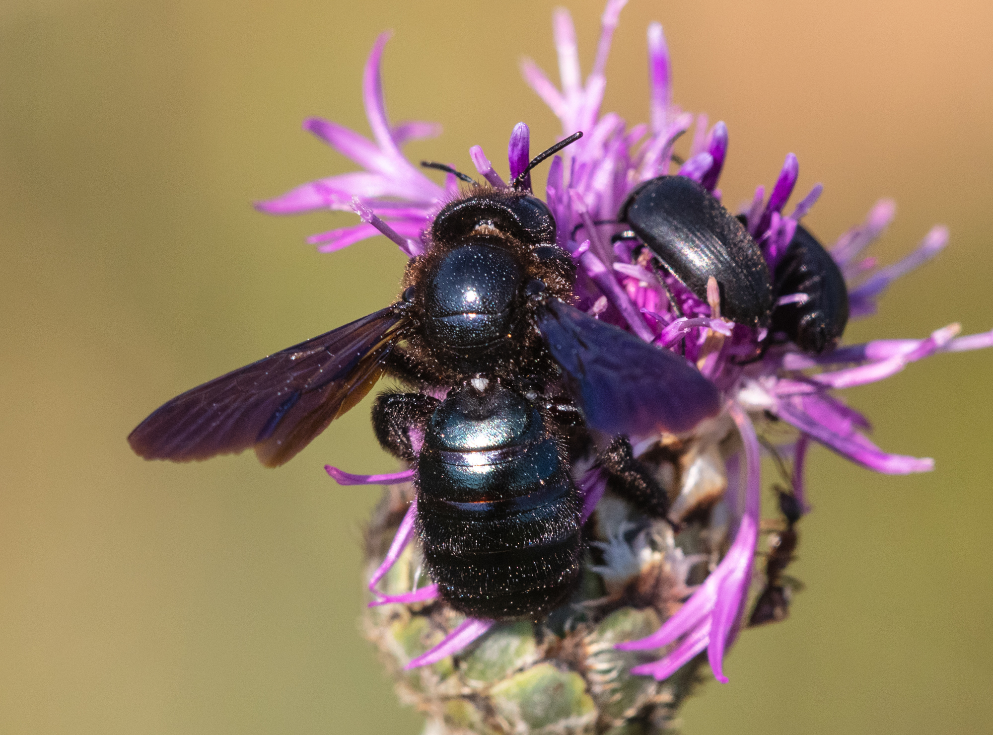 Xylocopa iris