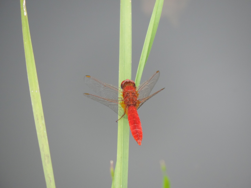 Crocothemis erythraea - skarlát szitakötő