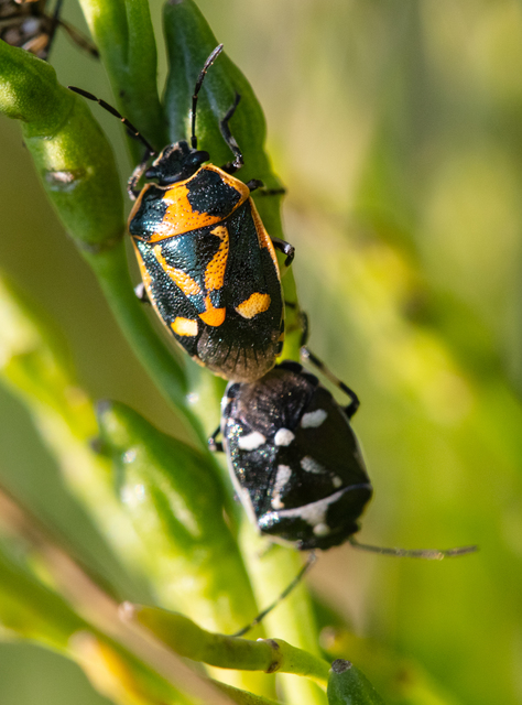 Eurydema oleracea - paréjpoloska Eurydema oleracea - paréjpoloska