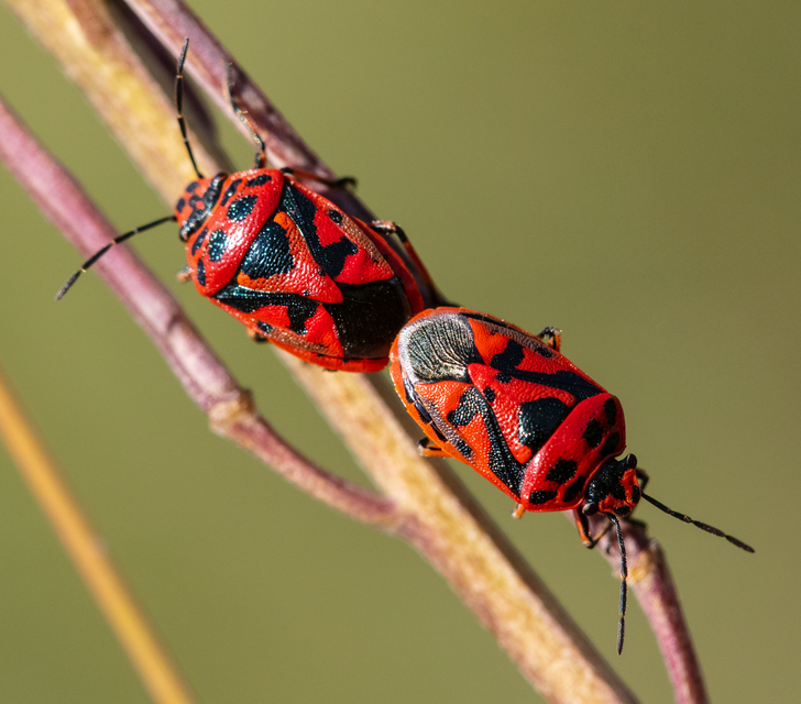 Heteroptera - Poloskák