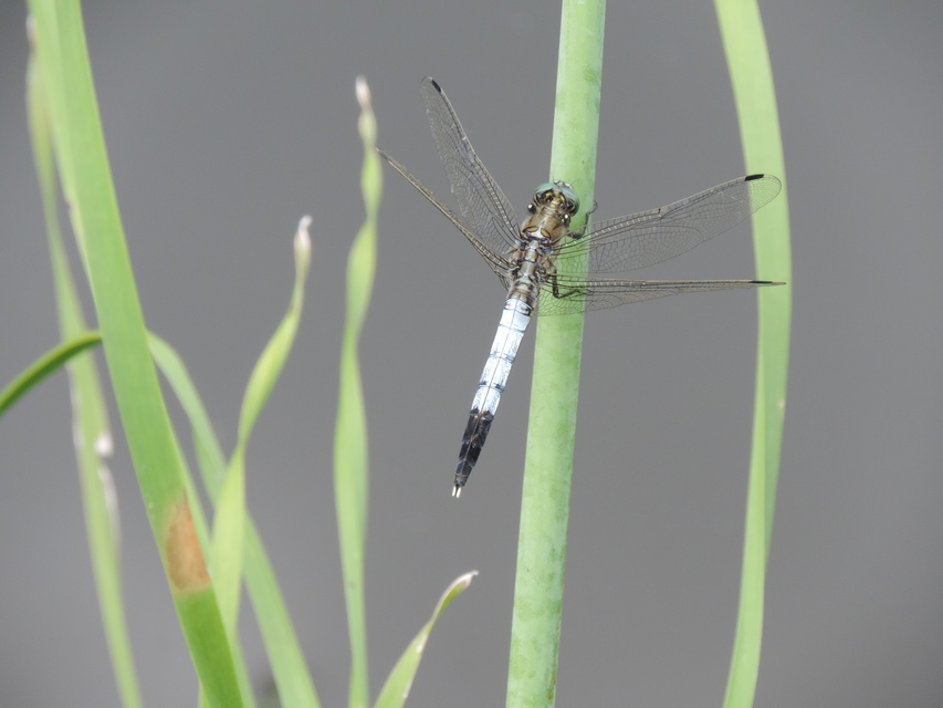 Orthetrum albistylum - fehérfarkú pásztorszitakötő