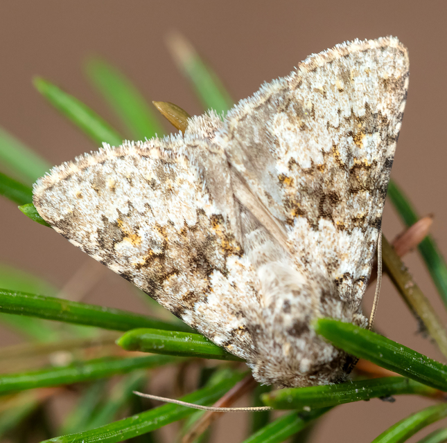 Hecatera dysodea - parajbagoly
