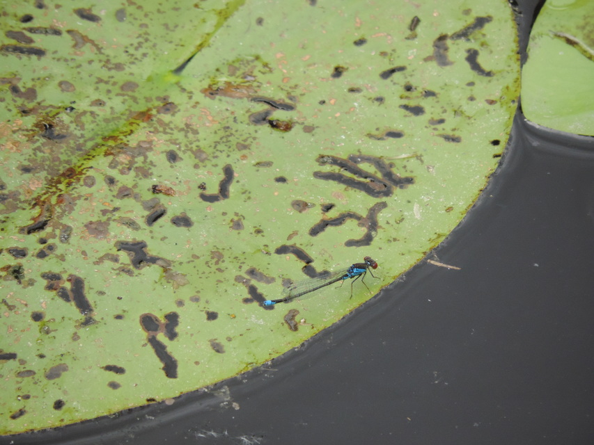 Erythromma viridulum - kis pirosszemű-légivadász