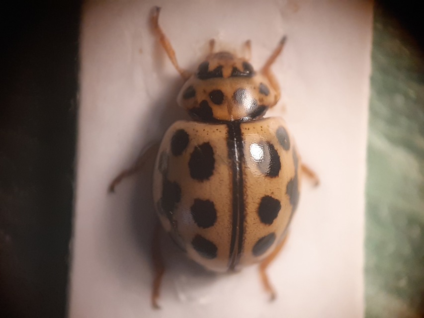Tytthaspis sedecimpunctata - tizenhatpettyes katica