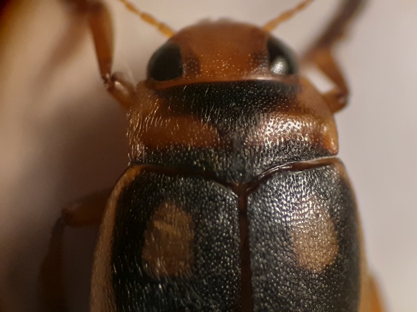 Hydroporus dorsalis