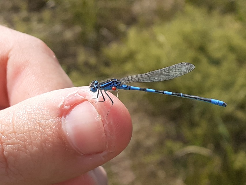Coenagrion scitulum - mediterrán légivadász