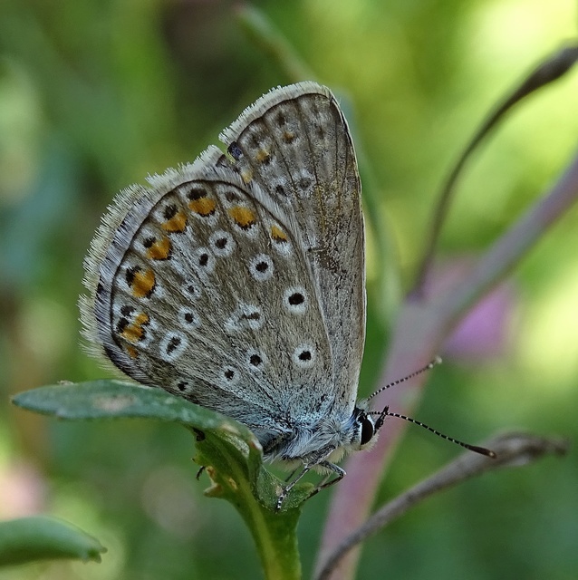 Polyommatus icarus - közönséges boglárka