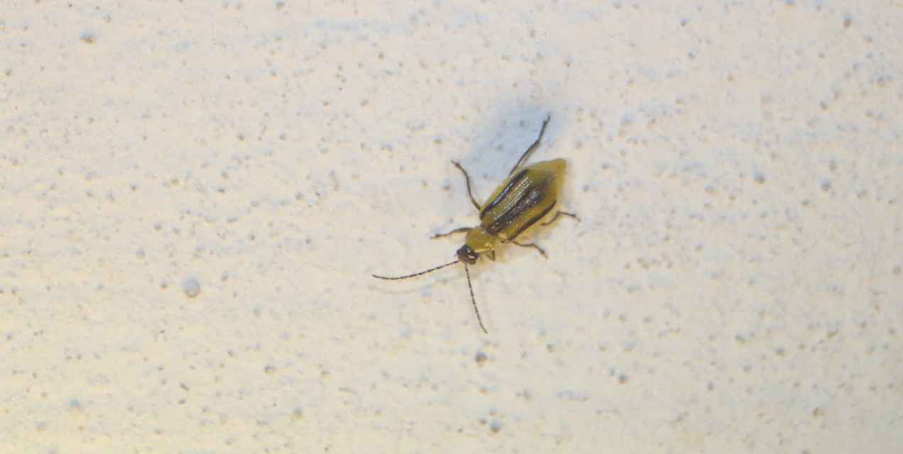 Diabrotica virgifera - amerikai kukoricabogár