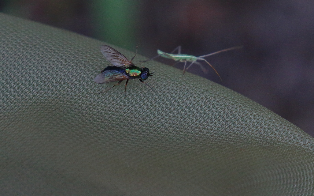 Chloromyia