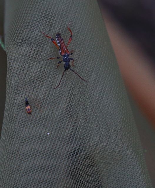 Stenopterus rufus - tarkacsápú keskenyfedőscincér