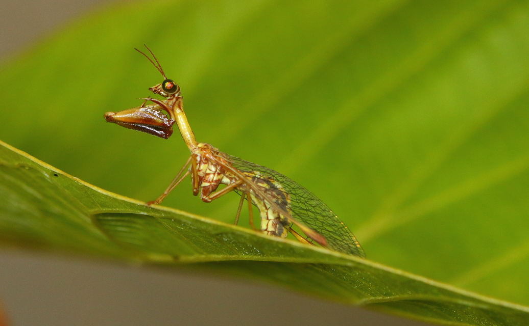 Mantispa styriaca - kétszínű fogólábú-fátyolka