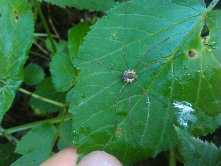 Mitopus morio
