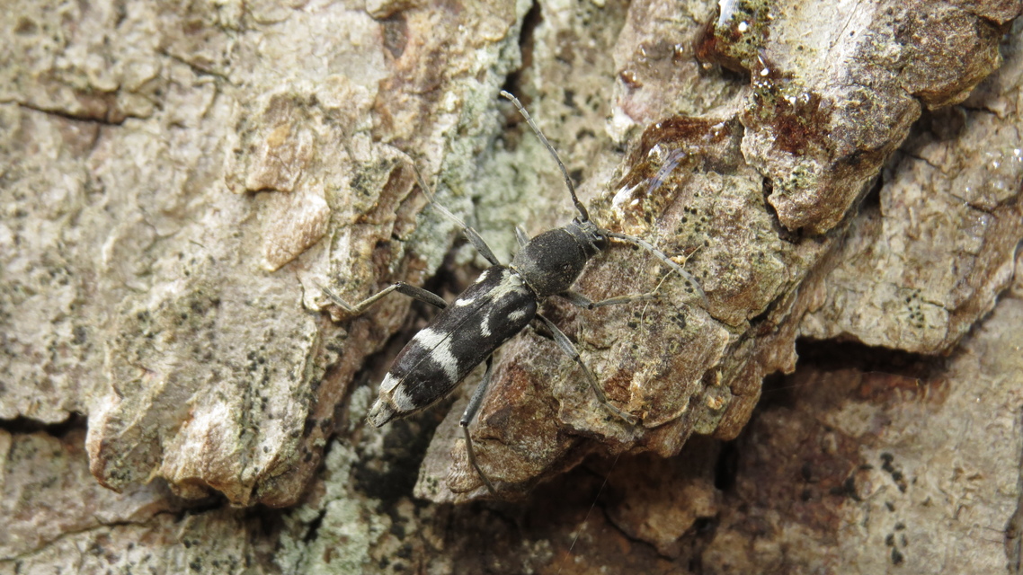 Chlorophorus figuratus - rajzos darázscincér