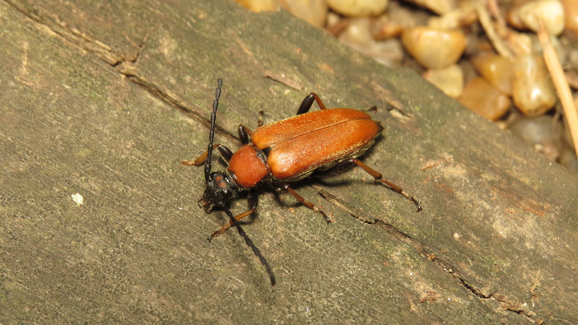 Stictoleptura rubra - vörös virágcincér
