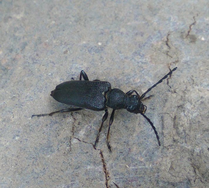 Stictoleptura scutellata - hegyi virágcincér