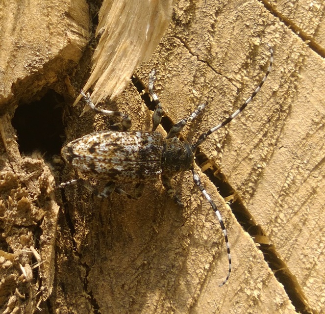 Aegomorphus clavipes - tarka cincér Aegomorphus clavipes - tarka cincér