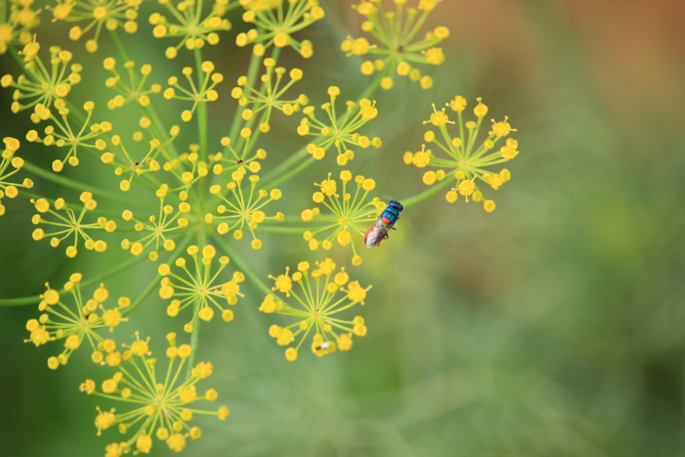 Chrysis scutellaris - aranypajzsú fémdarázs